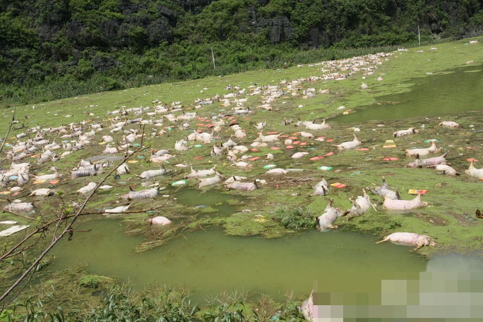 Из-за наводнения на ферме в провинции Гуанси сдохло 16 тысяч свиней