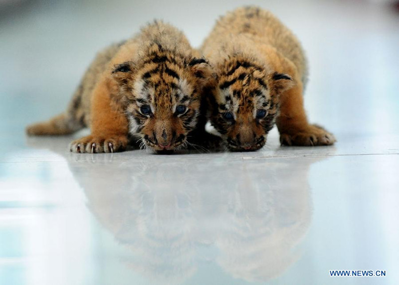 3 детеныша сибирских тигров в парке тигров Шэньянь исполнилось месяц