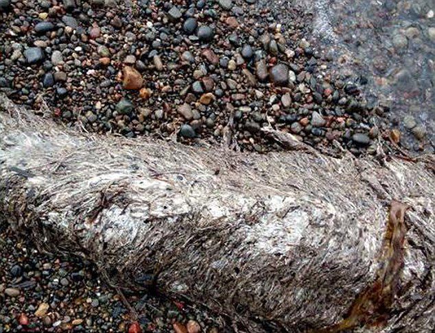 Неизвестное науке морское животное найдено на побережье Сахалина