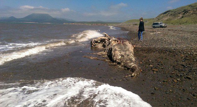 Неизвестное науке морское животное найдено на побережье Сахалина