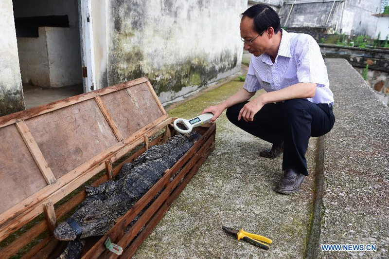 В Китае в очередной раз выпустили на волю аллигаторов, находящихся на грани вымирания