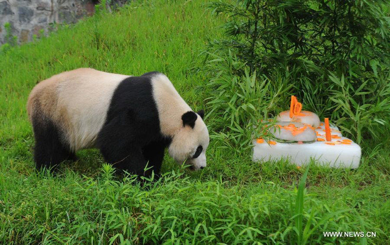 В Китае отпраздновали 10-летний юбилей панды, которая родилась в США