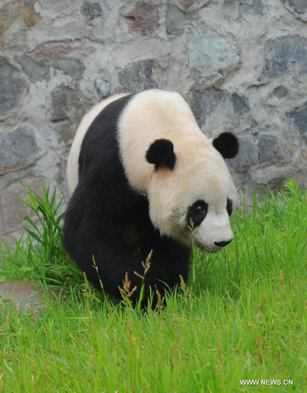 В Китае отпраздновали 10-летний юбилей панды, которая родилась в США