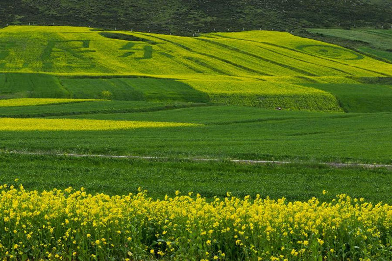Золотое море цветов рапса в уезде Миньлэ провинции Ганьсу