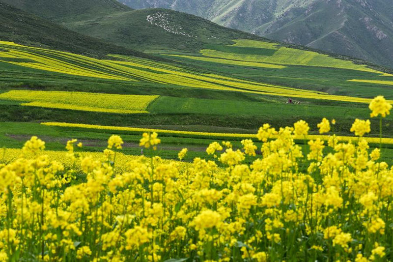 Золотое море цветов рапса в уезде Миньлэ провинции Ганьсу