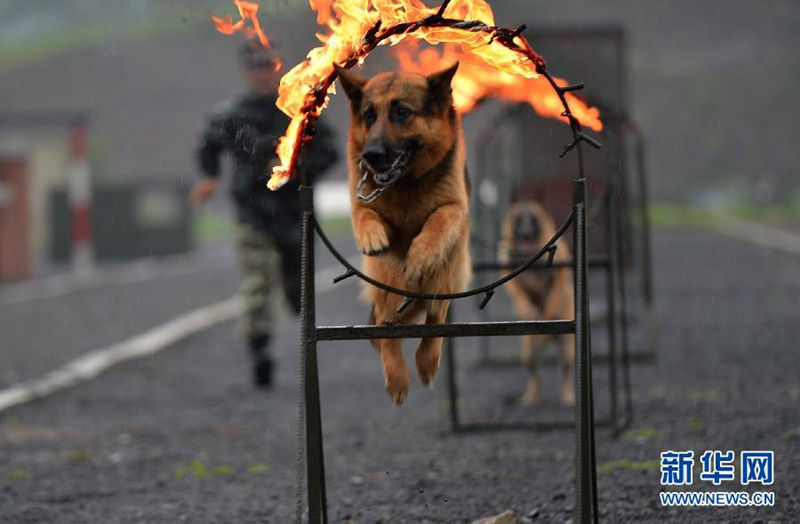 Вооружённая милиция научит служебную собаку прыгать через кодьцо огня.