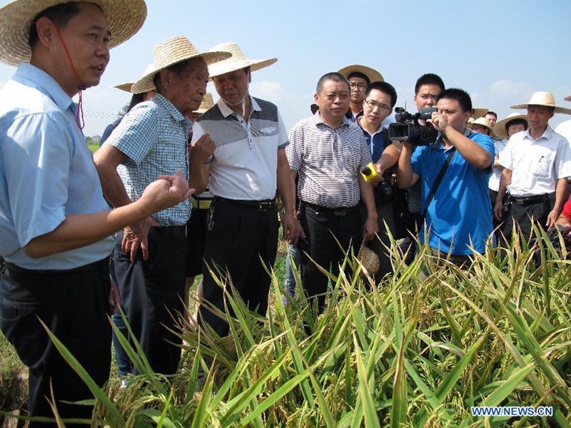 В Южном Китае максимальный сбор первого урожая гибридного супер-риса достиг 738,5 кг с му