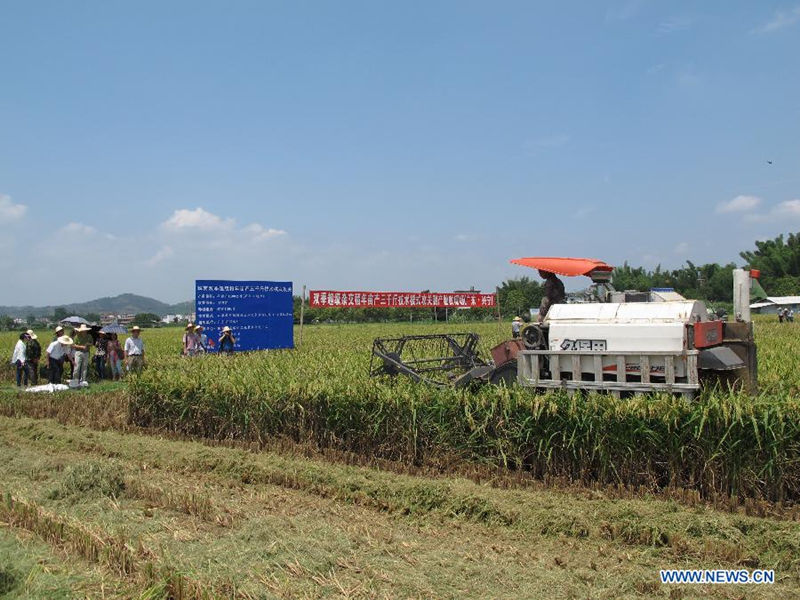 В Южном Китае максимальный сбор первого урожая гибридного супер-риса достиг 738,5 кг с му