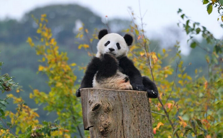 Насколько ленива панда? Вы даже не представляете!