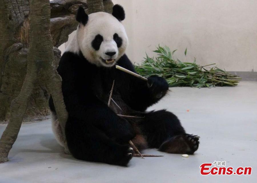 В Тайване панда симулировала беременность ради кондиционера