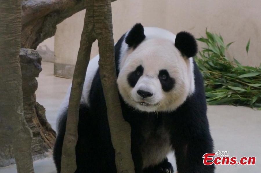 В Тайване панда симулировала беременность ради кондиционера