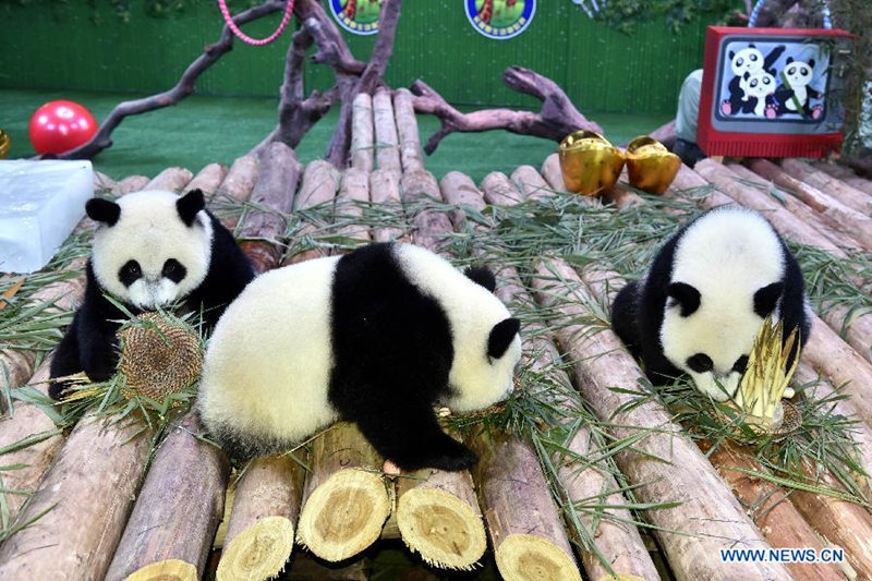 Едиственной в мире тройне детенышей панды в Китае исполнилось 1 год