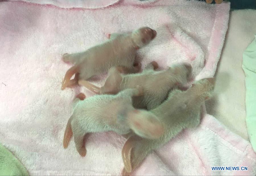 В Чэнду сразу две большие панды родили детенышей-близнецов