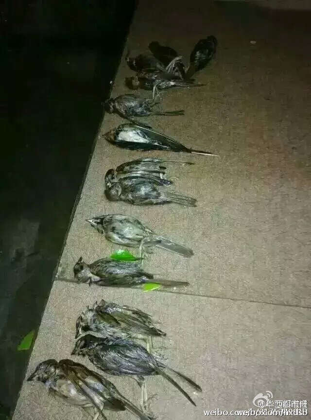 Масса птиц была побита градом в провинции Сычуань