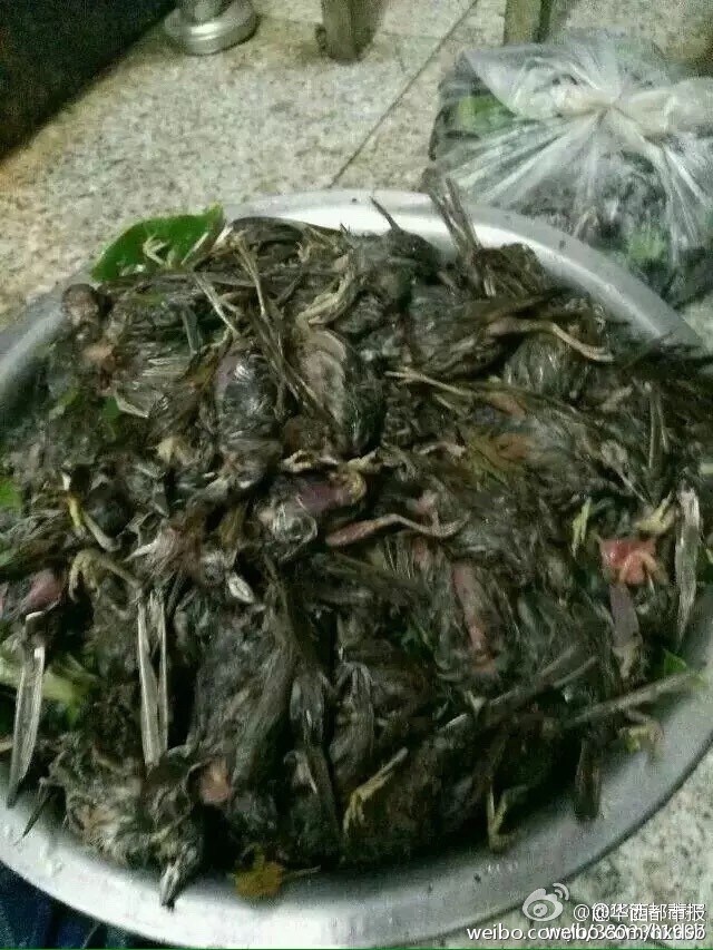 Масса птиц была побита градом в провинции Сычуань