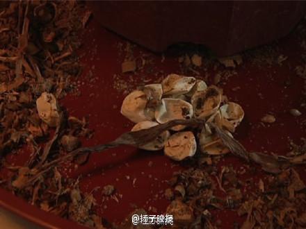 После покупки растения в доме китаянки появилось 13 змей