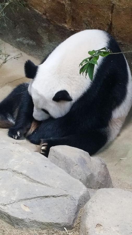 Две большие панды в Малайзии произвели на свет детеныша женского пола