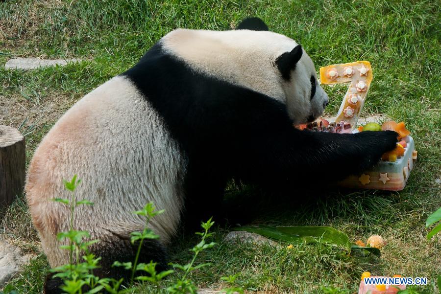 Гигантская панда "Кайкай" отметил его 7-й день рождения