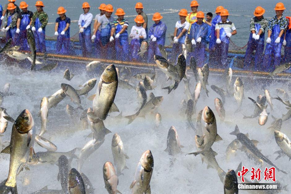 Впечатляющие картины рыбной ловли на озере Цяньдаоху в Ханчжоу