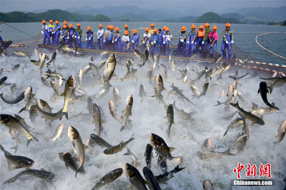 Впечатляющие картины рыбной ловли на озере Цяньдаоху в Ханчжоу