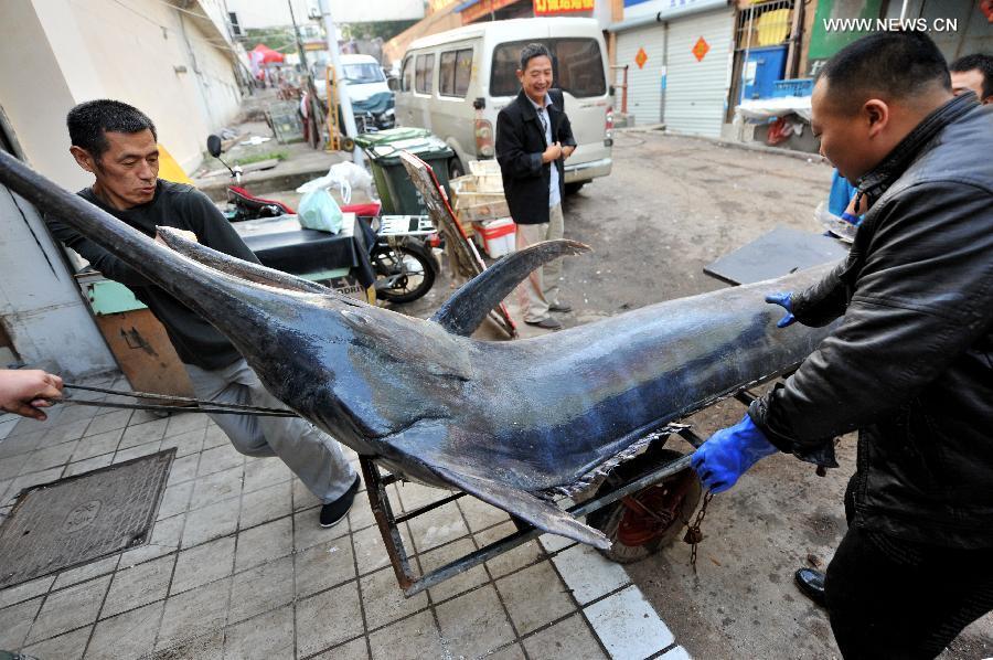 Рыбак из Циндао поймал огромную рыбу-меч