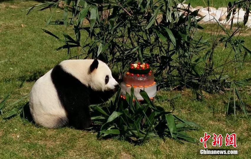 Большая панда Мэнмэн впервые провела свой день рождения в районе высоких широт