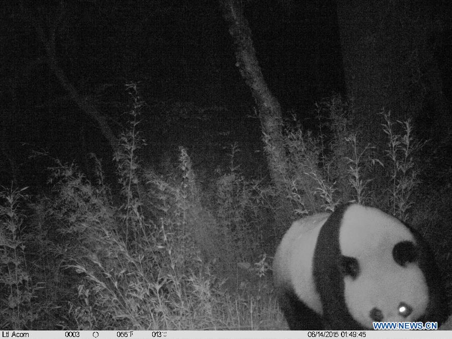 Инфракрасные камеры запечатлели необычное поведение панд