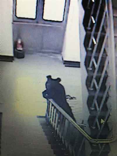 В Северо-Восточном Китае застрелили гималайского медведя, который забрел на территорию школы