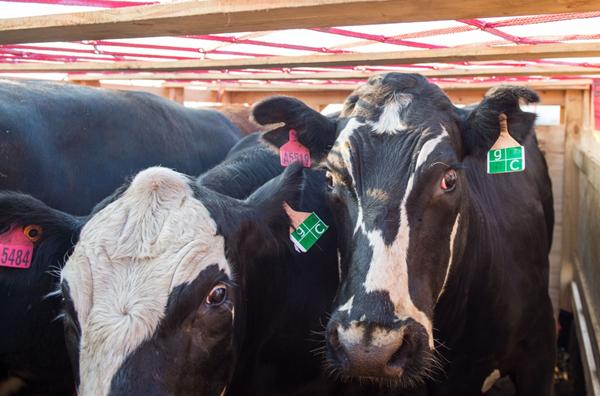 Китай начал импортировать крупный рогатый скот из Австралии