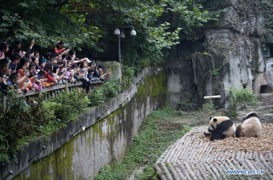 В 2015 году в Китайском исследовательском центре охраны больших панд родилось рекордное количество детенышей и двоен
