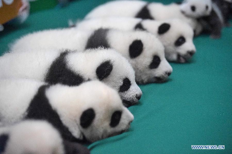 Рожденные в этом году панды-близнецы появились на публике в Чэнду