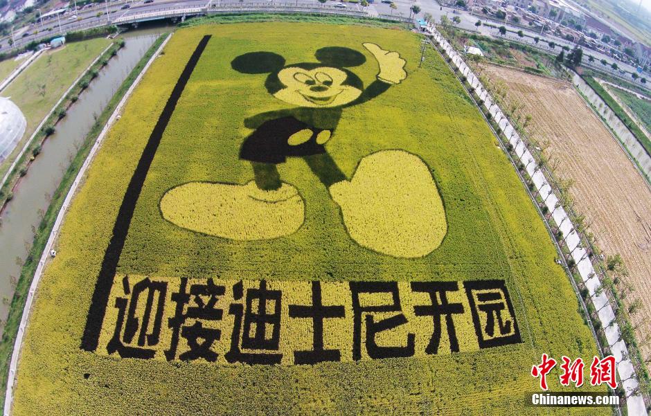 На рисовом поле рядом с шанхайским Диснейлендом изобразили гигантского Микки Мауса