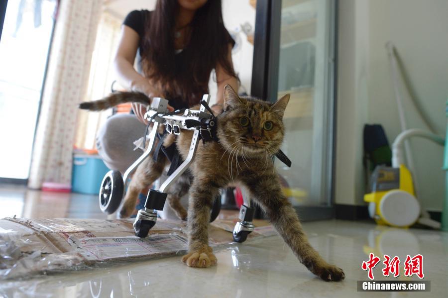 Девушка смастерила инвалидную коляску для больной кошки