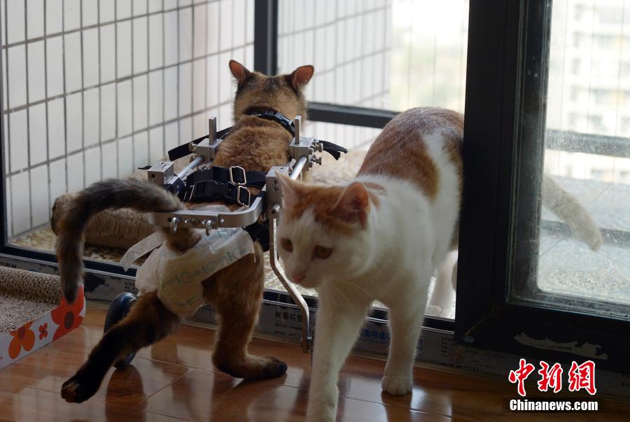 Девушка смастерила инвалидную коляску для больной кошки