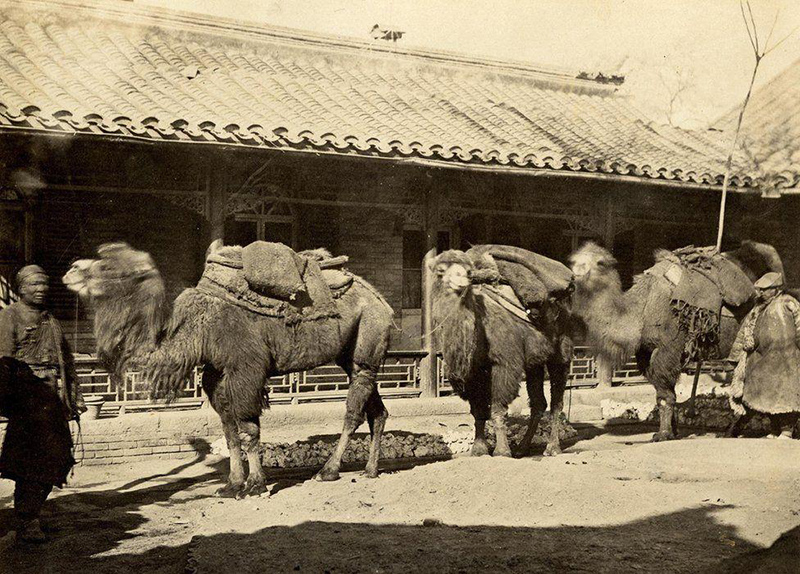 Верблюды везут в Пекин мешки с углем и известью. Это одна из самых ранних фотографий путешественников, прибывших в Китай по Великому Шелковому пути.