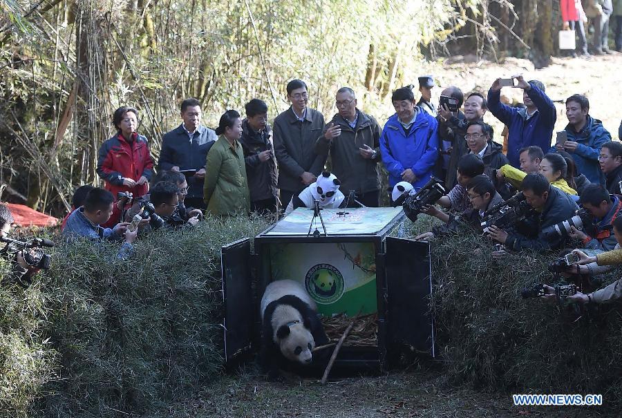 В Юго-Западном Китае в пятый раз в дикую природу выпустили большую панду
