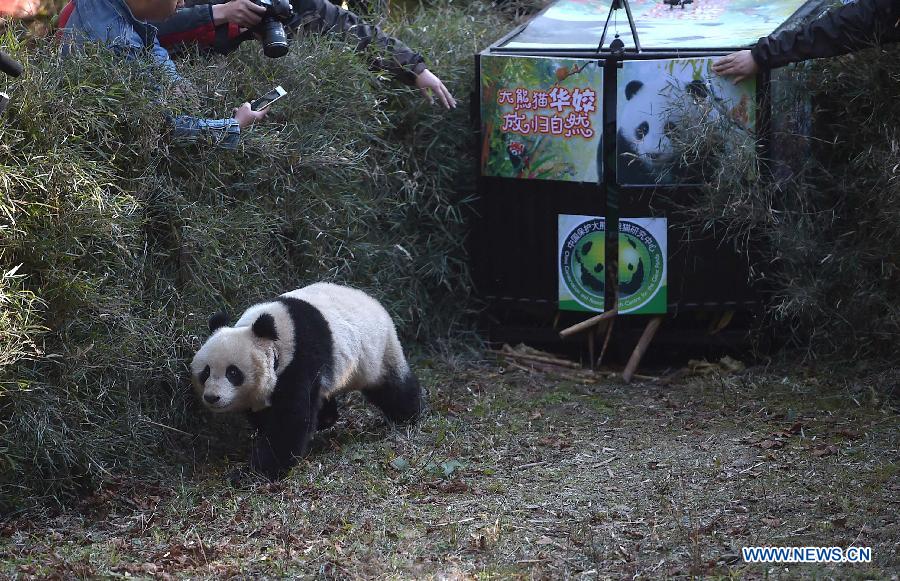 В Юго-Западном Китае в пятый раз в дикую природу выпустили большую панду