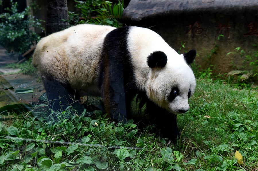 Самая старая в мире большая панда отмечает свой 35-й день рождения