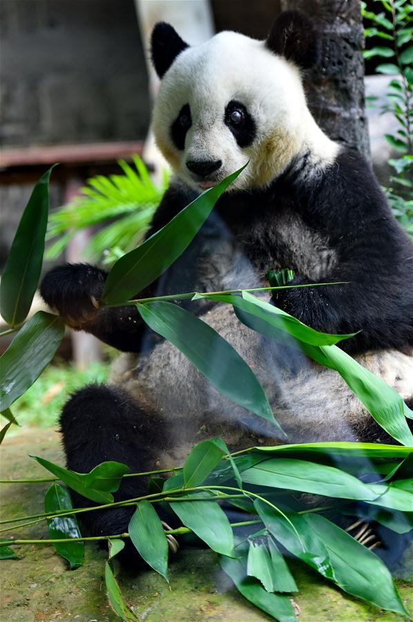 Самая старая в мире большая панда отмечает свой 35-й день рождения