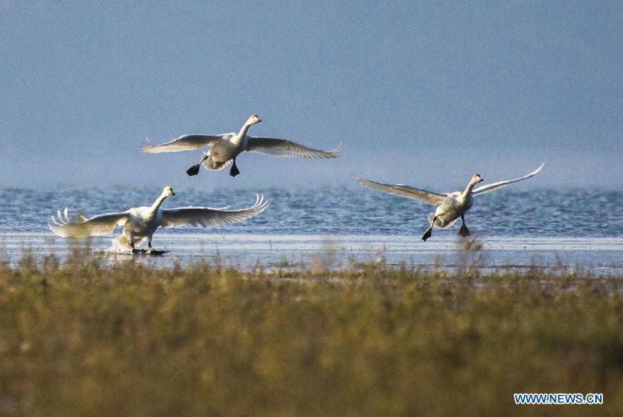 Из-за подъема уровня воды в озере Поянху перелетные птицы испытывают трудности с добычей пропитания