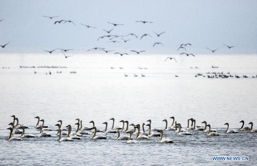 Из-за подъема уровня воды в озере Поянху перелетные птицы испытывают трудности с добычей пропитания
