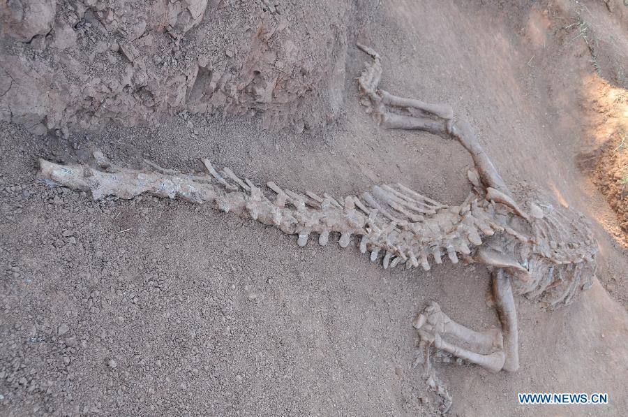 В китайской провинции Юньнань обнаружены окаменелые останки динозавра