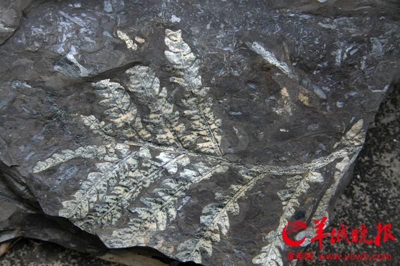 В Гуанчжоу найдены окаменелости, возраст которых насчитывает миллионы лет