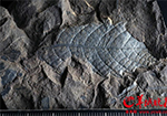 В Гуанчжоу найдены окаменелости, возраст которых насчитывает миллионы лет
