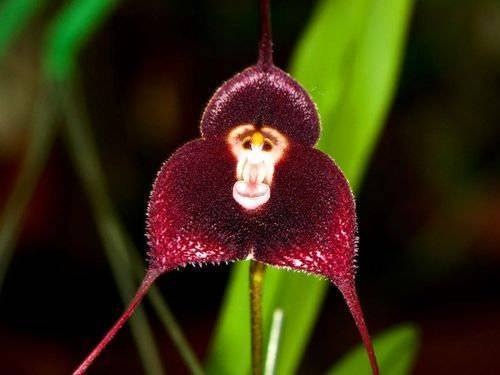Перед встречей года Обезьяны в японском аквариуме показали «обезьяньи орхидеи»