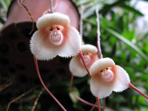 Перед встречей года Обезьяны в японском аквариуме показали «обезьяньи орхидеи»