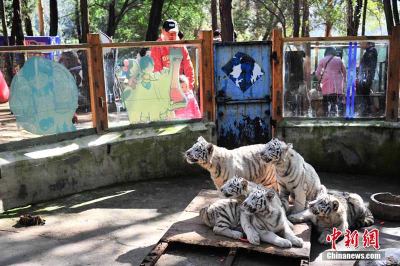 Пять белых тигрят встретились с туристами в Юньнаньском зоопарке