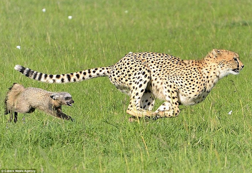 В Кении за гепардом погналась его жертва