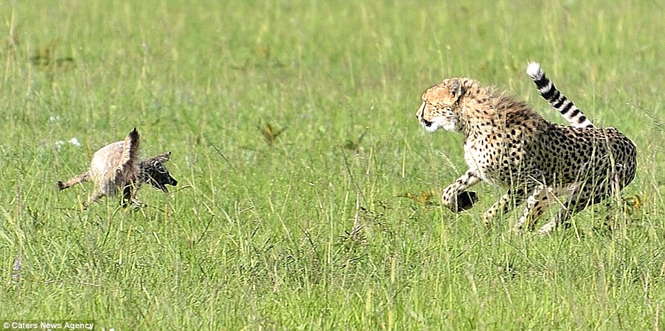 В Кении за гепардом погналась его жертва