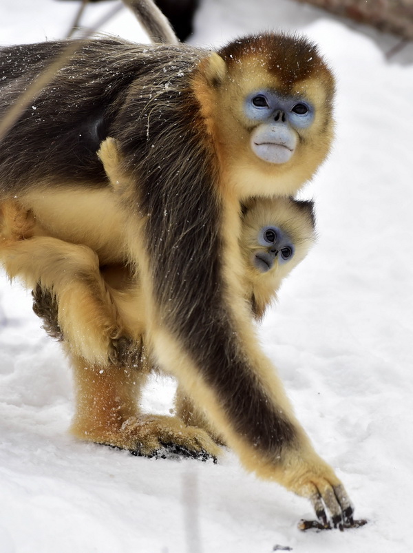 Забавные снимки диких золотистых обезьян в парке Шэньнунцзя